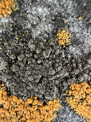 Phaeophyscia sciastra