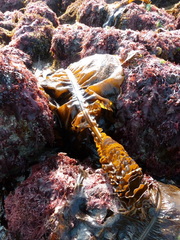 Undaria pinnatifida
