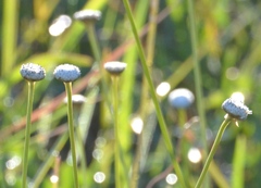 Eriocaulaceae