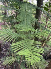 Araucaria columnaris
