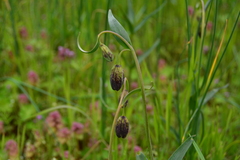Fritillaria affinis