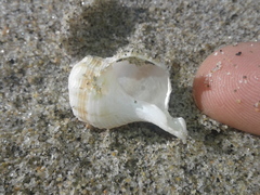 Austrofusus glans
