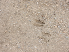 Odocoileus hemionus californicus
