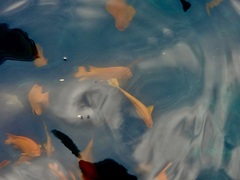 Hypsypops rubicundus