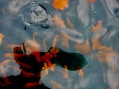 Hypsypops rubicundus