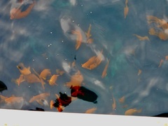 Hypsypops rubicundus