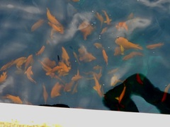 Hypsypops rubicundus