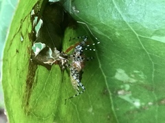 Pselliopus cinctus