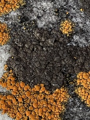 Phaeophyscia sciastra