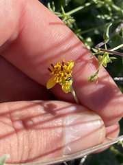 Bahiopsis microphylla