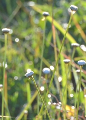 Eriocaulaceae