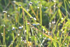 Eriocaulaceae