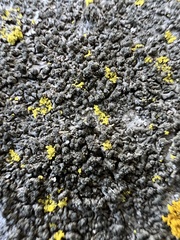 Phaeophyscia sciastra