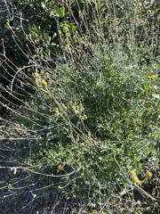 Bahiopsis microphylla