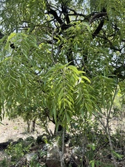 Bolusanthus speciosus