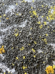 Phaeophyscia sciastra