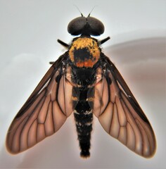 Chrysopilus thoracicus
