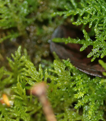 Thuidium tamariscinum