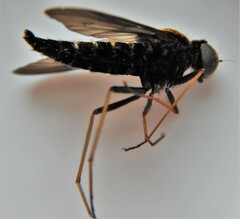 Chrysopilus thoracicus