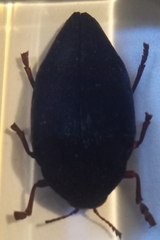 Sternocera castanea