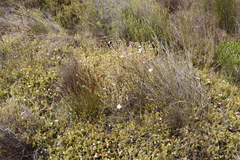 Diastella divaricata divaricata