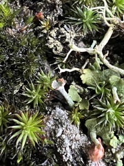Cladonia gracilis