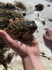 Chilomycterus schoepfii