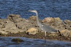Ardea cinerea