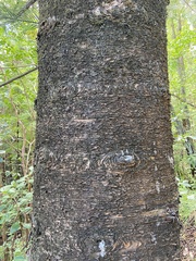 Araucaria columnaris