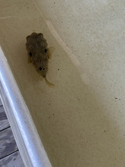 Chilomycterus schoepfii