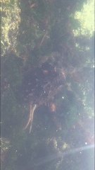 Enteroctopus dofleini