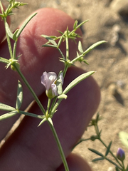Fagonia laevis