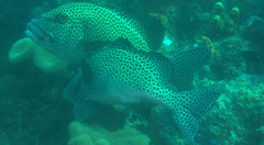 Plectorhinchus chaetodonoides
