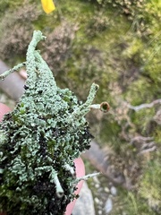 Cladonia pleurota
