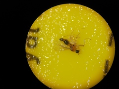 Elaphropeza ephippiata