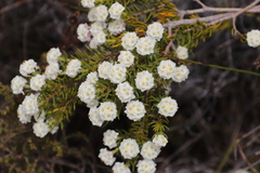 Lachnaea densiflora