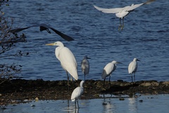 Ardea alba