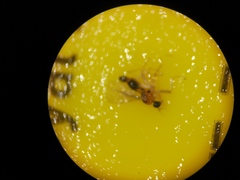 Elaphropeza ephippiata