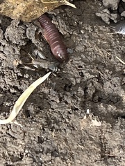 Lumbricus
