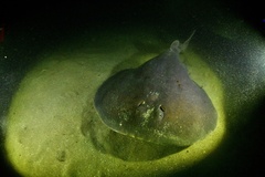 Tetronarce occidentalis