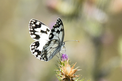 Melanargia lachesis