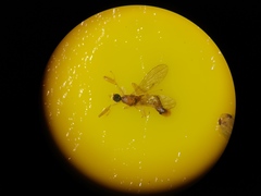 Phyllodromia melanocephala