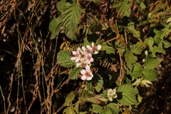 Rubus rigidus