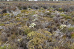 Lachnaea densiflora