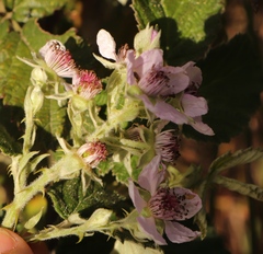 Rubus rigidus