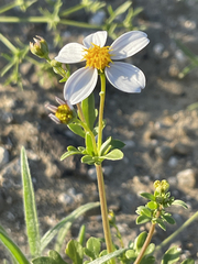 Coreocarpus parthenioides parthenioides