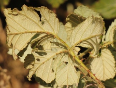 Rubus rigidus