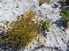 Isolepis cernua