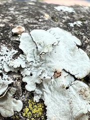 Parmotrema hypotropum