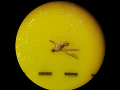 Phyllodromia melanocephala